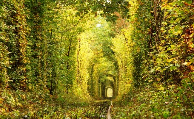 Тоннель любви в украинском лесу
