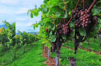 Экскурсия с дегустацией: открытие мира винного туризма