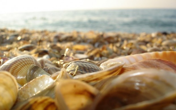 Дары моря – морские раковины 