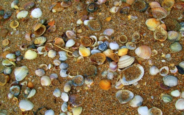 Дары моря – морские раковины 