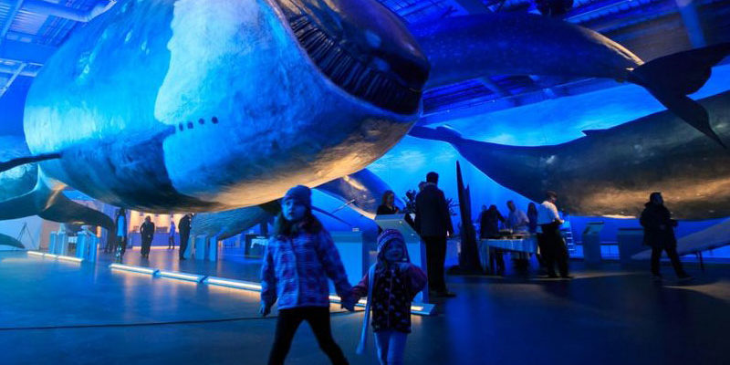 Детский туризм в Исландии музей китов в Рейкьявике