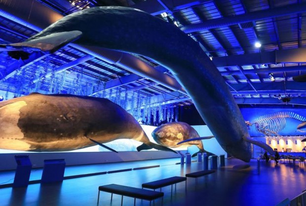 Детский туризм в Исландии музей китов в Рейкьявике