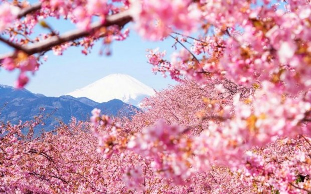Знаете ли вы, как прекрасна Япония весной