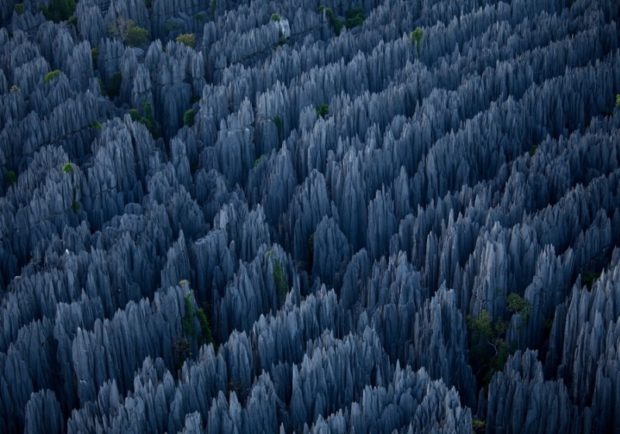Каменный лес острова Мадагаскар