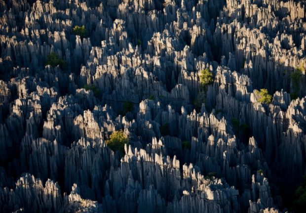 Каменный лес острова Мадагаскар