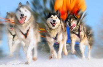 Катание на собачьих упряжках, Аляска