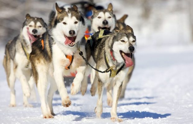 Катание на собачьих упряжках, Аляска