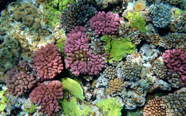 Мир кораллов 