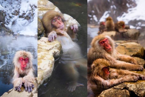 Парк снежных обезьян – Джигокудани