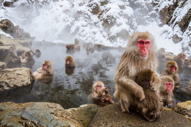 Парк снежных обезьян – Джигокудани
