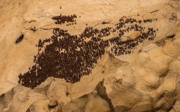 Пещера Магура в Болгарии 