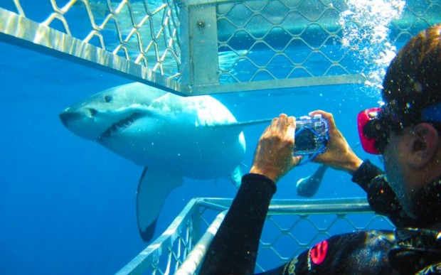 Экстремальный туризм – погружение с акулами